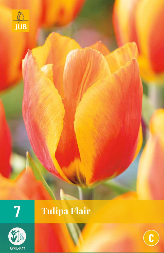 Tulipa Flair