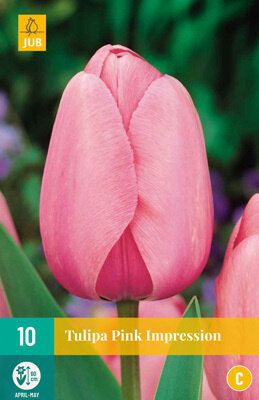 Tulipa Pink Impression