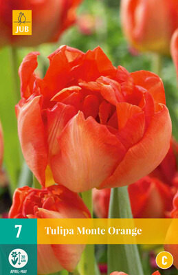 Tulipa Monte Orange