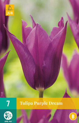Tulipa Purple Dream