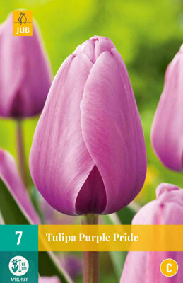 Tulipa Purple Pride