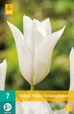 Tulipa White Triumphator